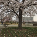 実際訪問したユーザーが直接撮影して投稿した開成公園開成山公園の写真