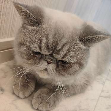 猫Cafeごろにゃんのundefinedに実際訪問訪問したユーザーunknownさんが新しく投稿した新着口コミの写真