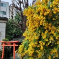 実際訪問したユーザーが直接撮影して投稿した蔵前神社蔵前神社の写真