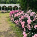 実際訪問したユーザーが直接撮影して投稿した三ケ山町公園蜻蛉池公園の写真