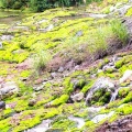 実際訪問したユーザーが直接撮影して投稿した入山公園チャツボミゴケ公園の写真