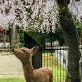 実際訪問したユーザーが直接撮影して投稿した雑司町公園奈良公園の写真