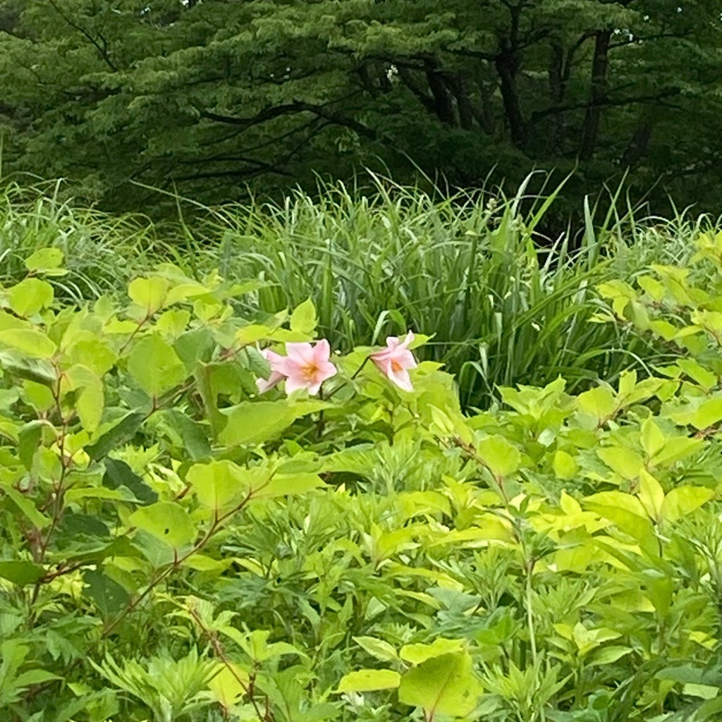 実際訪問したユーザーが直接撮影して投稿した土湯温泉町自然名所ひめさゆりの里の写真