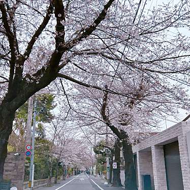 旧・新町住宅地の桜並木のundefinedに実際訪問訪問したユーザーunknownさんが新しく投稿した新着口コミの写真