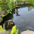 実際訪問したユーザーが直接撮影して投稿した忍草湖沼 / 池忍野八海 菖蒲池の写真