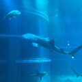 実際訪問したユーザーが直接撮影して投稿した海岸通水族館 / アクアリウム海遊館の写真