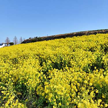 兵庫県立公園 あわじ花さじきのundefinedに実際訪問訪問したユーザーunknownさんが新しく投稿した新着口コミの写真