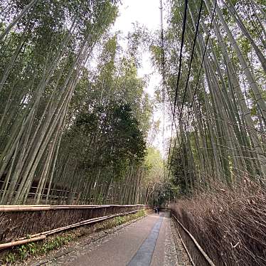 実際訪問したユーザーが直接撮影して投稿した嵯峨天龍寺立石町散策路竹林の散策路の写真