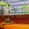 実際訪問したユーザーが直接撮影して投稿した下吉田郷土料理空楽の写真