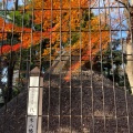 実際訪問したユーザーが直接撮影して投稿した代々木神社代々木八幡宮の写真