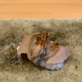 実際訪問したユーザーが直接撮影して投稿した江戸川寿司鮨かのの写真