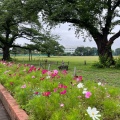 実際訪問したユーザーが直接撮影して投稿した八幡町公園武蔵野中央公園の写真