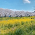 実際訪問したユーザーが直接撮影して投稿した河川黒目川の写真