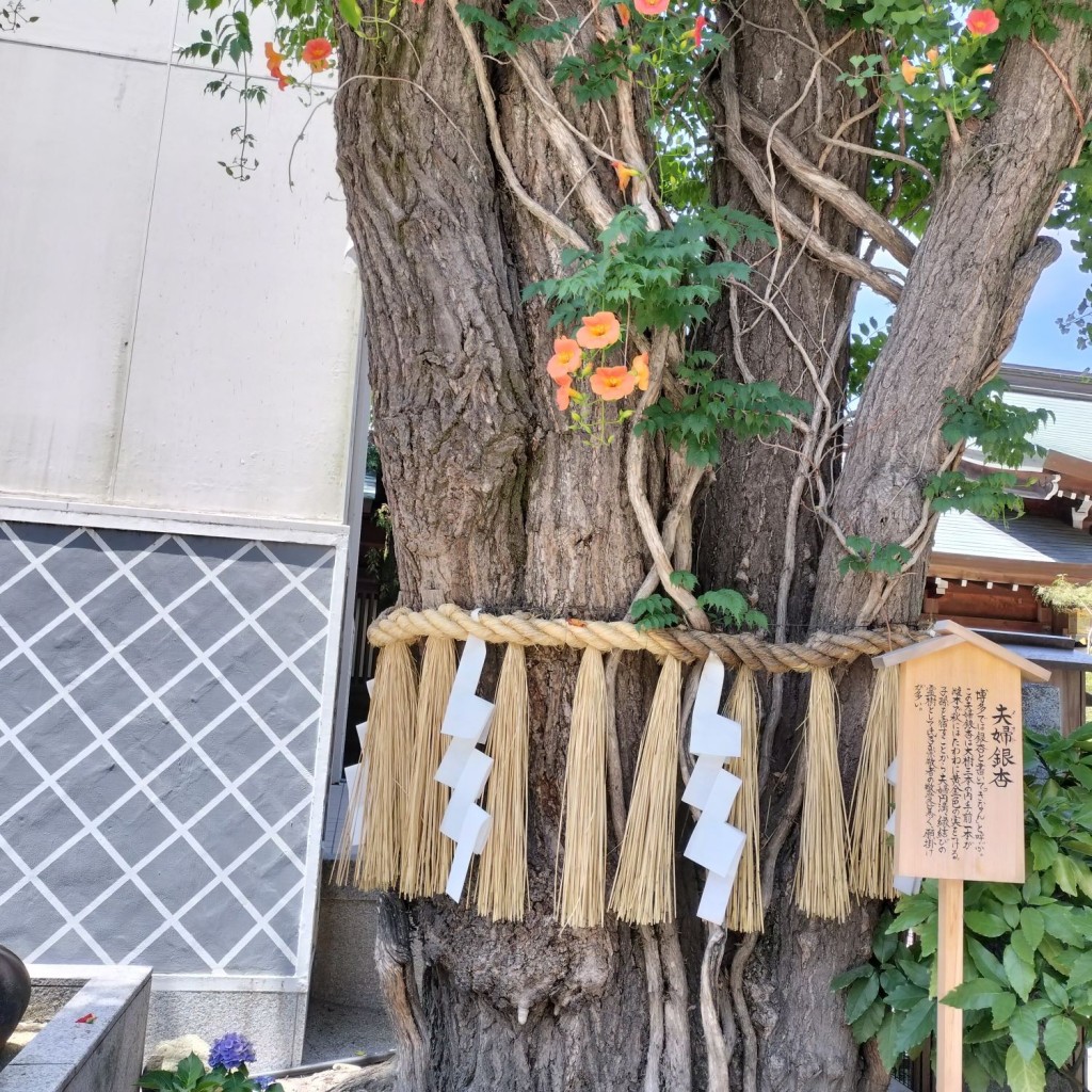 ito-sanさんが投稿した上川端町神社のお店櫛田神社/クシダジンジャの写真