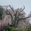 実際訪問したユーザーが直接撮影して投稿した身延寺日蓮宗総本山 身延山久遠寺の写真