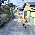 実際訪問したユーザーが直接撮影して投稿した一色町佐久島島佐久島の写真