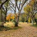 実際訪問したユーザーが直接撮影して投稿した白山植物園 / 樹木園小石川植物園の写真