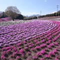 実際訪問したユーザーが直接撮影して投稿した箕郷町松之沢公園みさと芝桜公園の写真