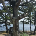 実際訪問したユーザーが直接撮影して投稿した瀬戸神社琵琶島神社の写真