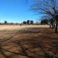 実際訪問したユーザーが直接撮影して投稿した大島公園大島小松川公園の写真