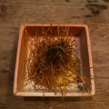 実際訪問したユーザーが直接撮影して投稿した西麻布和食 / 日本料理SUSHI 権八 西麻布の写真