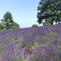 実際訪問したユーザーが直接撮影して投稿した盤渓植物園 / 樹木園幌見峠ラベンダー園の写真