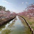 実際訪問したユーザーが直接撮影して投稿した笠松町公園笠松河津桜ロードの写真