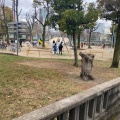 実際訪問したユーザーが直接撮影して投稿した千代崎公園松島公園の写真