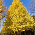 実際訪問したユーザーが直接撮影して投稿した北青山紅葉の名所神宮外苑 いちょう並木の写真