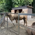 実際訪問したユーザーが直接撮影して投稿した山小川動物園サユリ・ワールドの写真