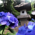 実際訪問したユーザーが直接撮影して投稿した松虫寺松虫寺の写真