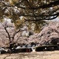 実際訪問したユーザーが直接撮影して投稿した八幡高坊神社国宝 石清水八幡宮の写真