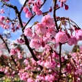 実際訪問したユーザーが直接撮影して投稿した高向植物園 / 樹木園大阪府立花の文化園の写真