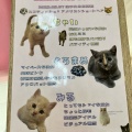 実際訪問したユーザーが直接撮影して投稿した山下町カフェ猫ちゃんといっしょの写真