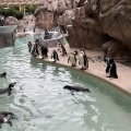 実際訪問したユーザーが直接撮影して投稿した西船見町水族館 / アクアリウム新潟市水族館 マリンピア日本海の写真