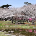 実際訪問したユーザーが直接撮影して投稿した別府公園別府公園の写真