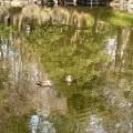 実際訪問したユーザーが直接撮影して投稿した畔吉公園上尾丸山公園の写真