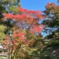 実際訪問したユーザーが直接撮影して投稿した箕面公園公園箕面公園の写真