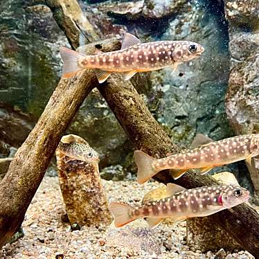 実際訪問したユーザーが直接撮影して投稿した園町水族館 / アクアリウム島根県立宍道湖自然館ゴビウスの写真