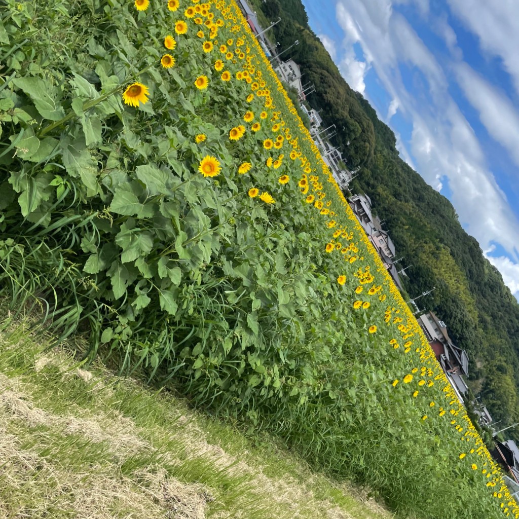 実際訪問したユーザーが直接撮影して投稿した帆山花のきれいなスポットひまわりの里 まんのうの写真