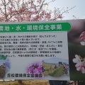 実際訪問したユーザーが直接撮影して投稿した笠松町公園笠松河津桜ロードの写真