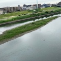 実際訪問したユーザーが直接撮影して投稿した上丸子八幡町河川多摩川河川敷(丸子橋周辺)の写真