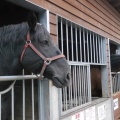 実際訪問したユーザーが直接撮影して投稿した西十三条南競馬場帯広競馬場の写真