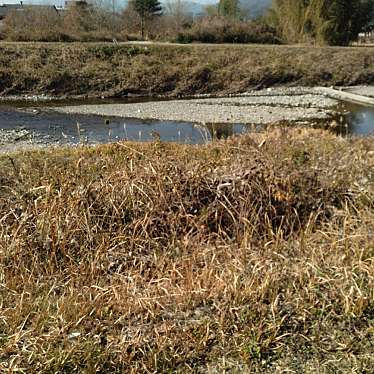 実際訪問したユーザーが直接撮影して投稿した河川島田川の写真