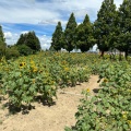 実際訪問したユーザーが直接撮影して投稿した浄谷町公園ひまわりの丘公園の写真