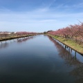 実際訪問したユーザーが直接撮影して投稿した笠松町公園笠松河津桜ロードの写真