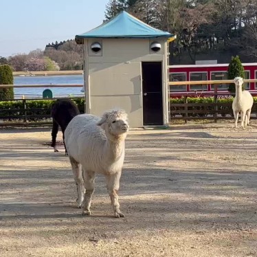 実際訪問したユーザーが直接撮影して投稿した高久丙動物ふれあいアルパカさんぽ 那須高原りんどう湖ファミリー牧場の写真