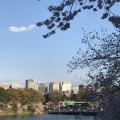 実際訪問したユーザーが直接撮影して投稿した麹町公園千鳥ヶ淵公園の写真