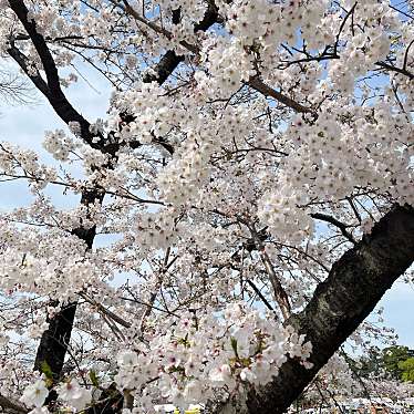 岡崎公園のundefinedに実際訪問訪問したユーザーunknownさんが新しく投稿した新着口コミの写真