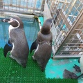 実際訪問したユーザーが直接撮影して投稿した内浦長浜水族館 / アクアリウム伊豆・三津シーパラダイスの写真